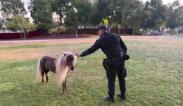 Evergreen On Hoof Alert As San Jose Cops Wrangle Runaway Shetland Pony