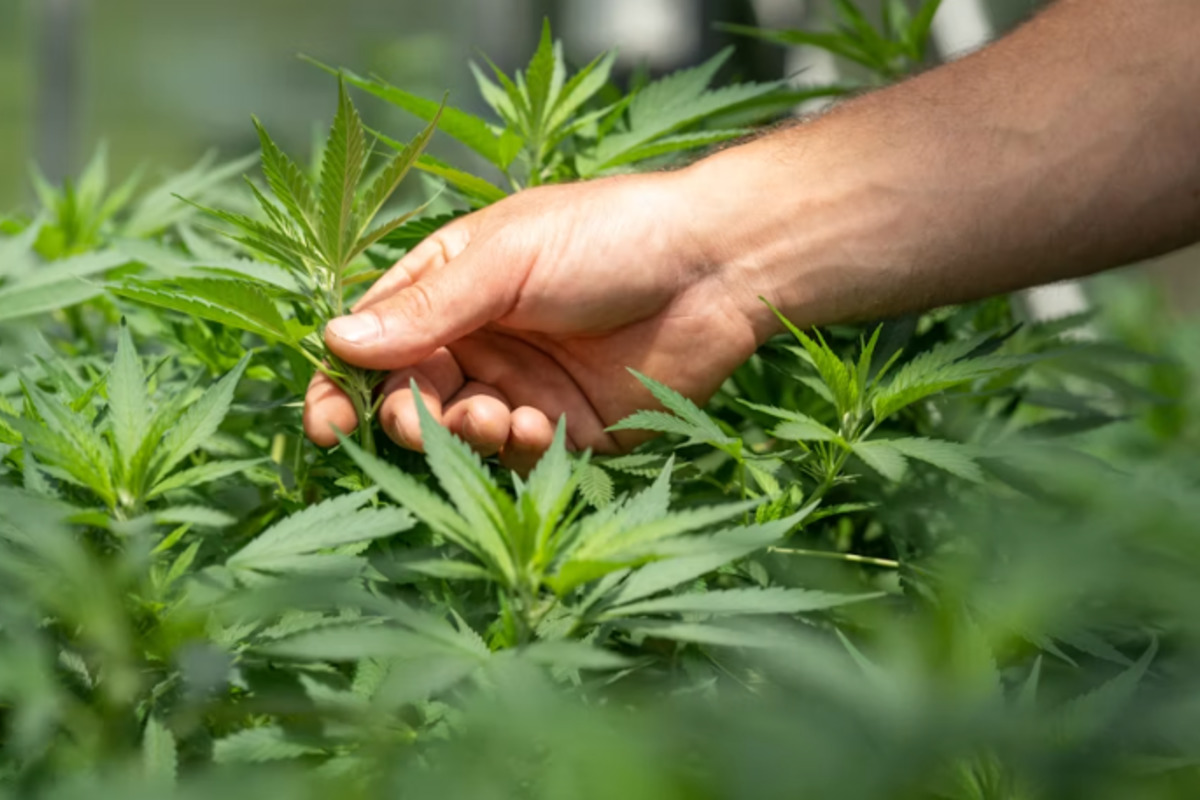 Feds Bust Seminole Pot Farm Workers In Alleged Toxic Pesticide Smuggling Scheme
