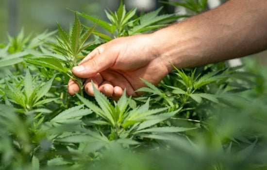 Feds Bust Seminole Pot Farm Workers In Alleged Toxic Pesticide Smuggling Scheme