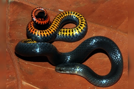 Feds Throw Lifeline to Three South Florida Reptiles on the Brink