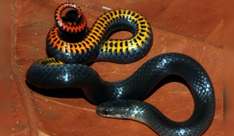 Feds Throw Lifeline to Three South Florida Reptiles on the Brink