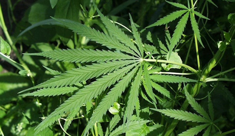 FiDi’s First Legal Weed Shop Puts Wall Street On A High-Art Trip