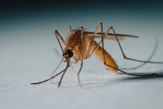 First West Nile Mosquitoes Spark Summer Alert In Ajax