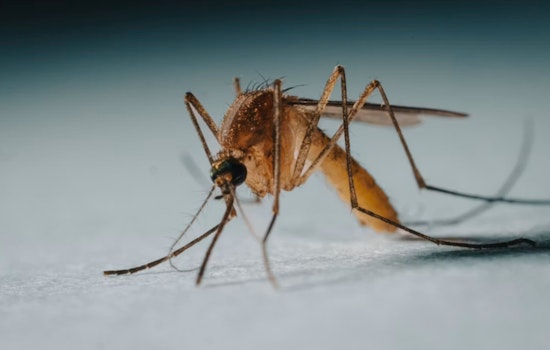 First West Nile Mosquitoes Spark Summer Alert In Ajax