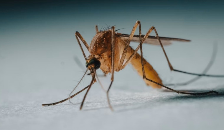 First West Nile Mosquitoes Spark Summer Alert In Ajax