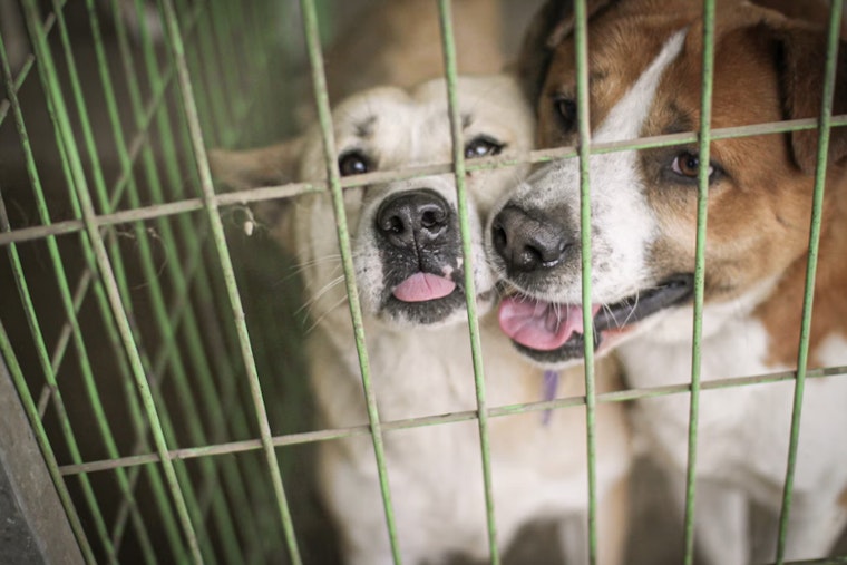 Flooded With Pets, San Antonio Shelter Dumps Adoption Fees To Save Dogs
