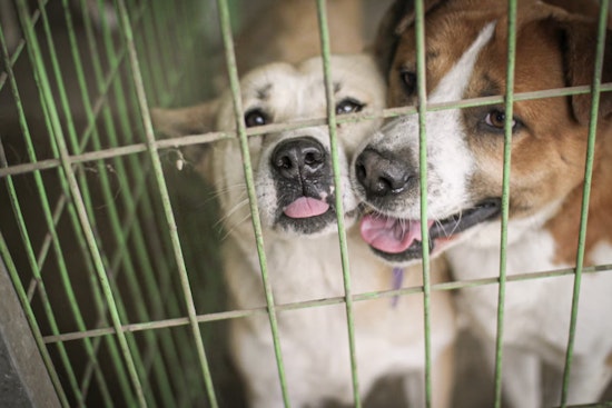 Flooded With Pets, San Antonio Shelter Dumps Adoption Fees To Save Dogs