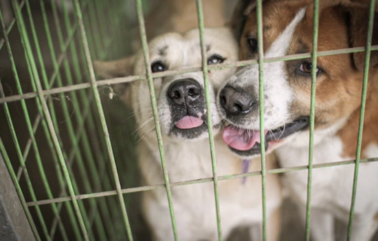 Flooded With Pets, San Antonio Shelter Dumps Adoption Fees To Save Dogs