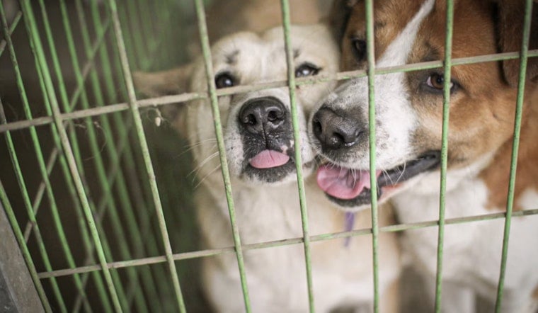 Flooded With Pets, San Antonio Shelter Dumps Adoption Fees To Save Dogs
