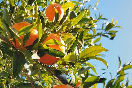 Florida Citrus Gets Nearly $196 Million Lifeline As Industry Fights Back