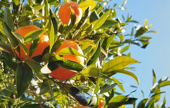 Florida Citrus Gets Nearly $196 Million Lifeline As Industry Fights Back