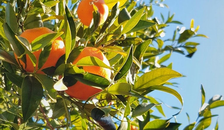 Florida Citrus Gets Nearly $196 Million Lifeline As Industry Fights Back