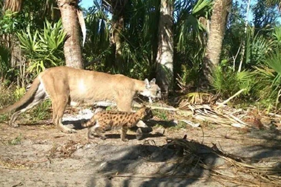 Corkscrew Road Turns Deadly Again As Another Florida Panther Is Run Down