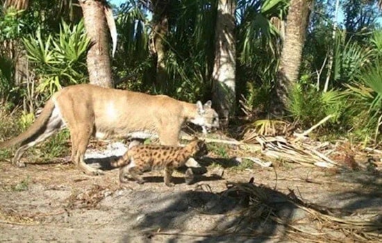 Corkscrew Road Turns Deadly Again As Another Florida Panther Is Run Down