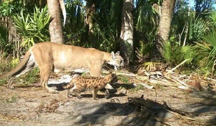 Corkscrew Road Turns Deadly Again As Another Florida Panther Is Run Down