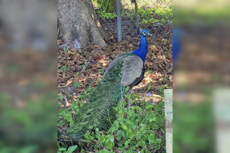 Fort Lauderdale Block Heartbroken After Beloved Peacock Prosciutto Killed In Brutal Attack