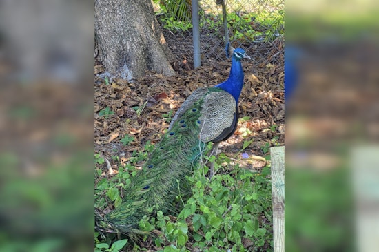 Fort Lauderdale Block Heartbroken After Beloved Peacock Prosciutto Killed In Brutal Attack