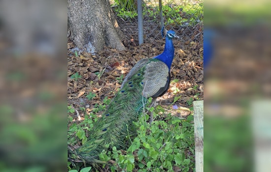 Fort Lauderdale Block Heartbroken After Beloved Peacock Prosciutto Killed In Brutal Attack