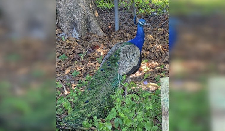 Fort Lauderdale Block Heartbroken After Beloved Peacock Prosciutto Killed In Brutal Attack