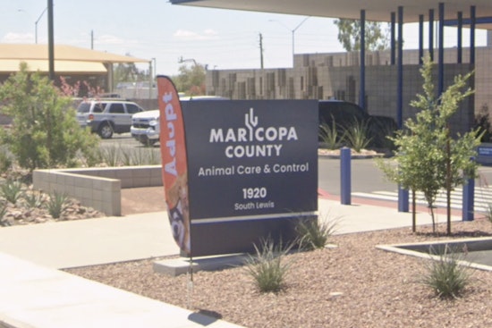 Fourth Of July Fireworks Pack Phoenix Pups Into Sweltering Shelters