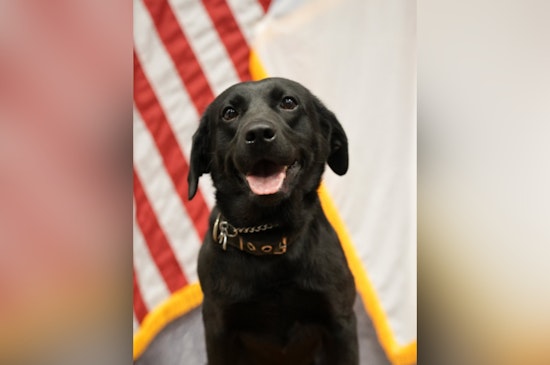 Fresh-On-The-Job CMPD K-9 Sniffs Out $700K In Pot At CLT