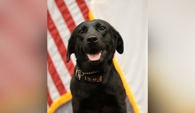 Fresh-On-The-Job CMPD K-9 Sniffs Out $700K In Pot At CLT