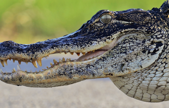 Front-Porch Gator Standoff Jolts Palm Bay Family Awake
