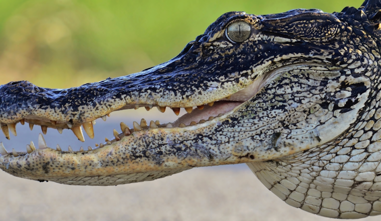 Front-Porch Gator Standoff Jolts Palm Bay Family Awake