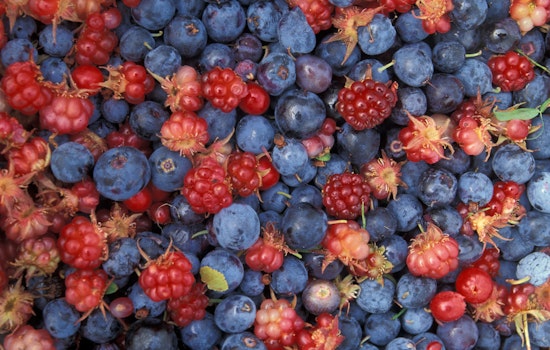 Frozen Out: Wild Weather Guts Oklahoma’s Summer Fruit Harvest