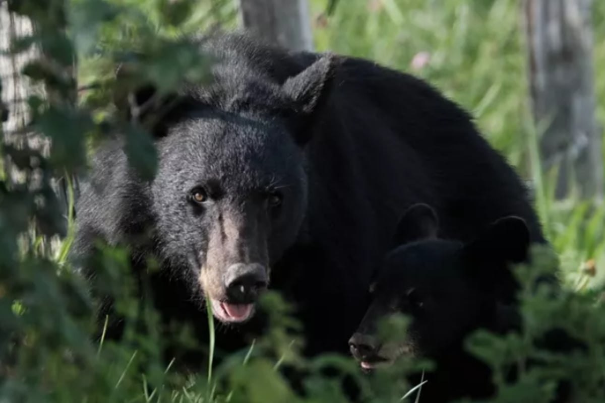 Gatlinburg Bear Charges Through Parking Lot