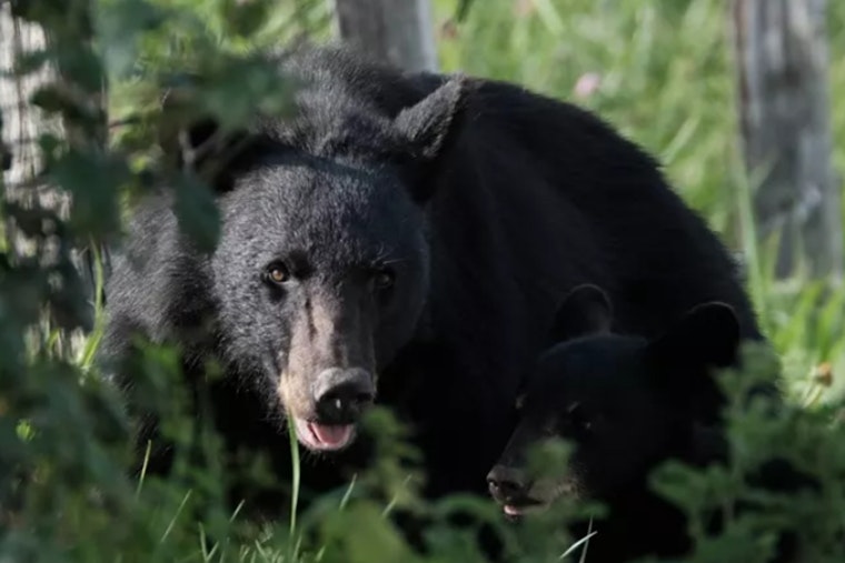 Gatlinburg Bear Charges Through Parking Lot