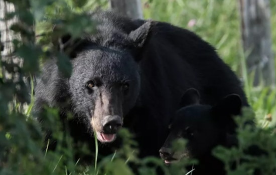Gatlinburg Bear Charges Through Parking Lot