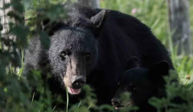 Gatlinburg Bear Charges Through Parking Lot
