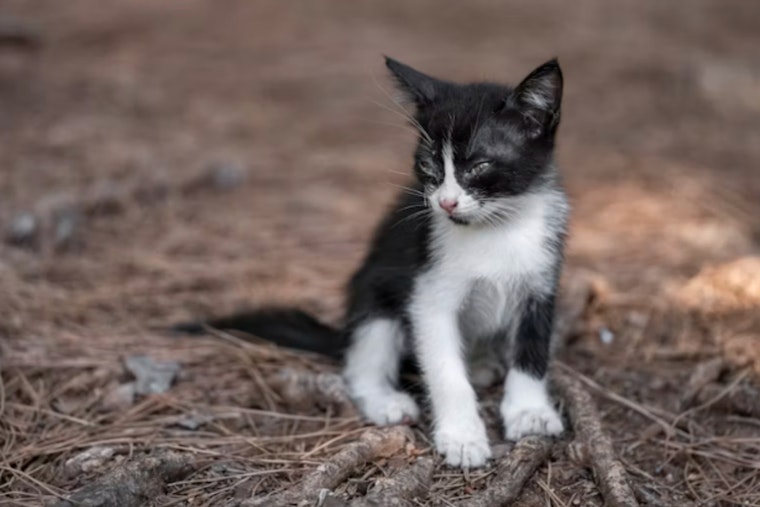 Glen Rock 'Hell House' Rescue Pulls Eight Cats