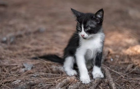 Glen Rock 'Hell House' Rescue Pulls Eight Cats