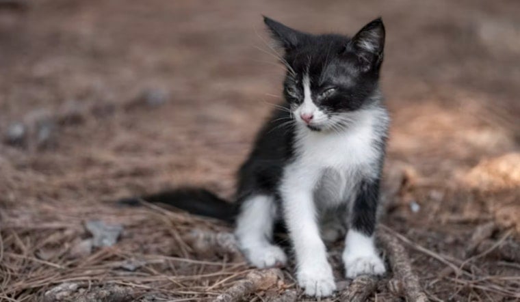 Glen Rock 'Hell House' Rescue Pulls Eight Cats