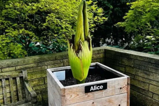 Glencoe on Stink Watch as Corpse Flower Alice Lets Loose