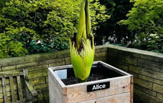 Glencoe on Stink Watch as Corpse Flower Alice Lets Loose