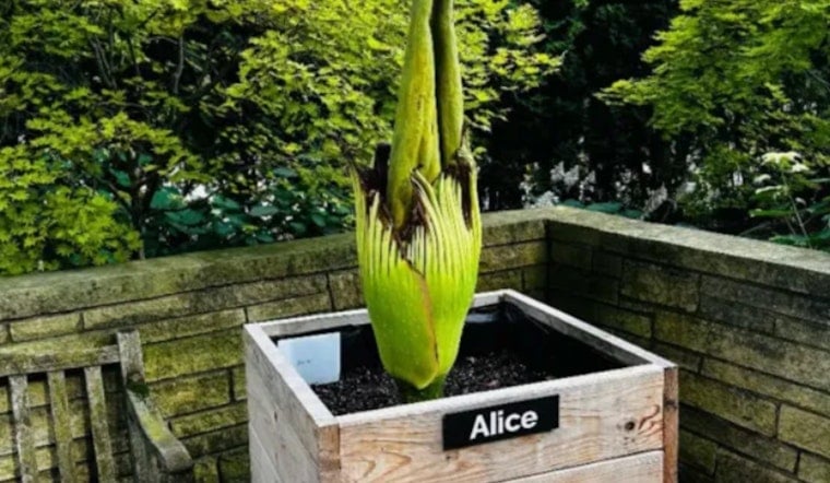 Glencoe on Stink Watch as Corpse Flower Alice Lets Loose