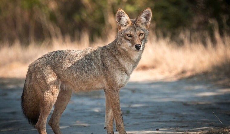 Glendale Coyote Pack Roams City As Officials Urge Pet Caution