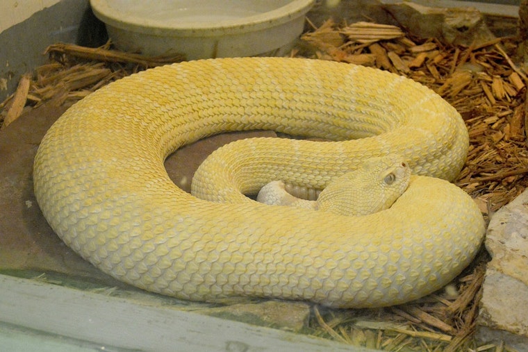 Gold Canyon Cul-De-Sac Stunned As Rare Albino Rattlesnake Moves In