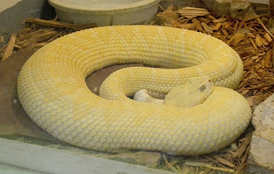 Gold Canyon Cul-De-Sac Stunned As Rare Albino Rattlesnake Moves In