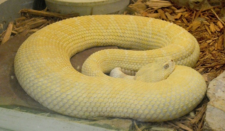 Gold Canyon Cul-De-Sac Stunned As Rare Albino Rattlesnake Moves In
