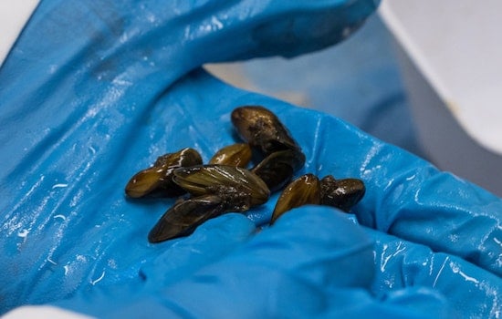 Golden Mussels Invade Delta, Yolo County Slams Emergency Button