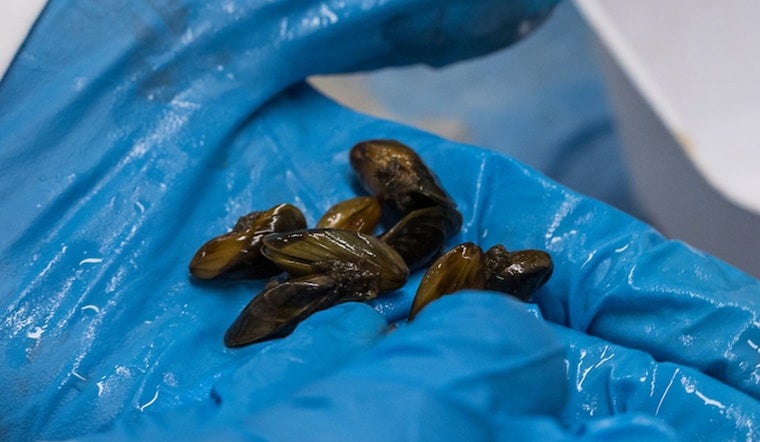 Golden Mussels Invade Delta, Yolo County Slams Emergency Button