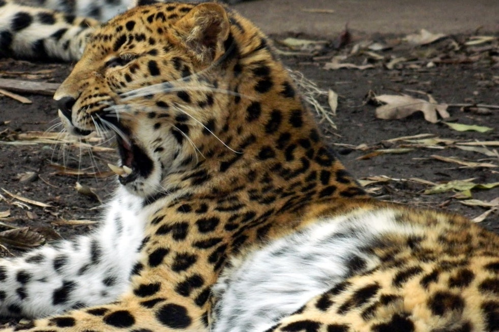 Greenville’s Runaway Leopard Sparks Morning Scare at City Zoo
