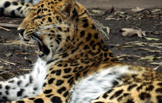 Greenville’s Runaway Leopard Sparks Morning Scare at City Zoo
