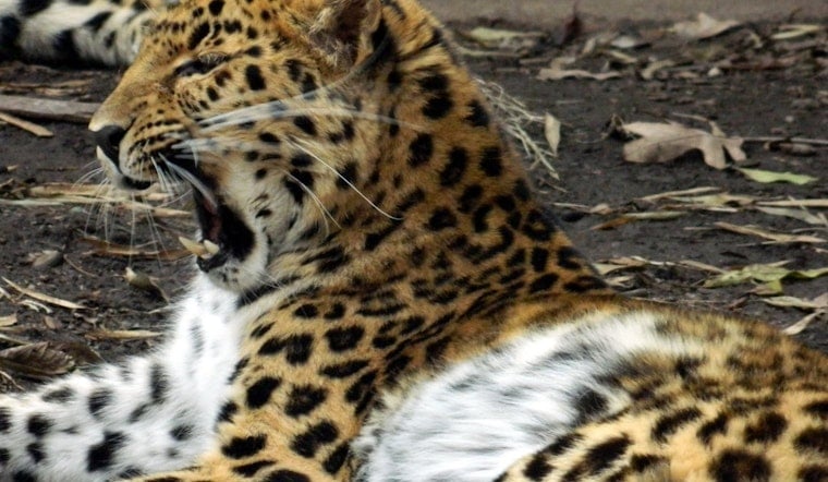 Greenville’s Runaway Leopard Sparks Morning Scare at City Zoo