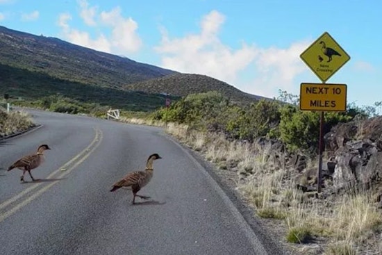 Haleakalā’s Endangered Birds Keep Getting Hit, And Park Officials Have Had It With Speeders