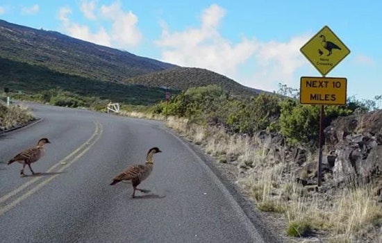 Haleakalā’s Endangered Birds Keep Getting Hit, And Park Officials Have Had It With Speeders